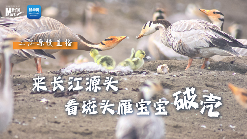 “萌主”當(dāng)家丨來(lái)長(zhǎng)江源頭，看斑頭雁寶寶破殼