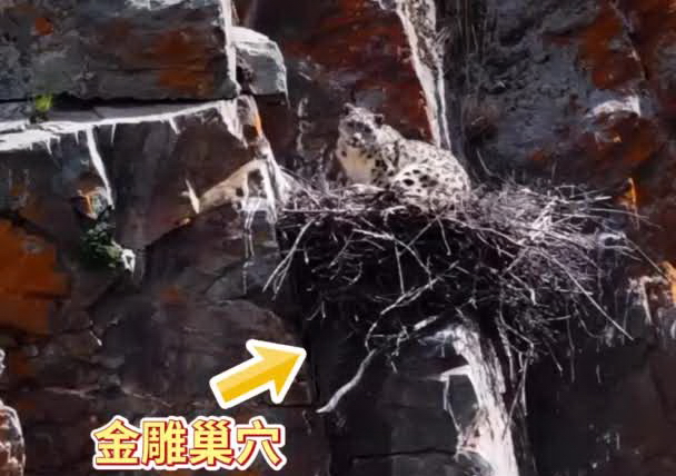 青海果洛：雪豹漫步崖壁 闖入金雕巢穴