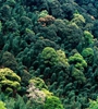 青海省持續(xù)開展大規(guī)模造林，國(guó)土綠化面積進(jìn)一步擴(kuò)大，省東部地區(qū)森林覆蓋率達(dá)32%高于全國(guó)平均水平