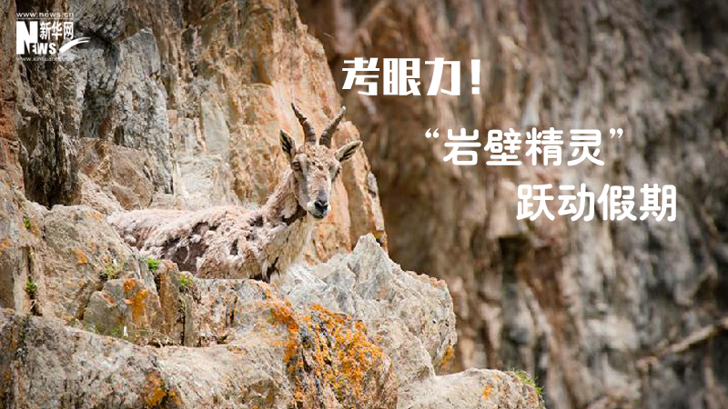三江源慢直播丨考眼力！“巖壁精靈”躍動(dòng)假期