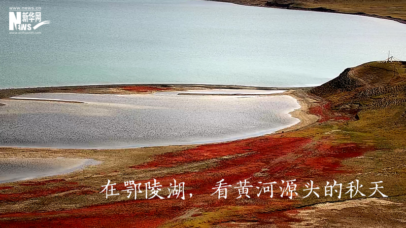 三江源慢直播丨在鄂陵湖，看黃河源頭的秋天