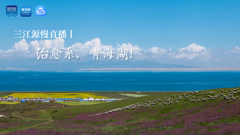 三江源慢直播丨治愈系，青海湖！