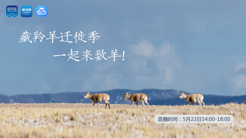 三江源慢直播丨藏羚羊遷徙季 一起來數(shù)羊！
